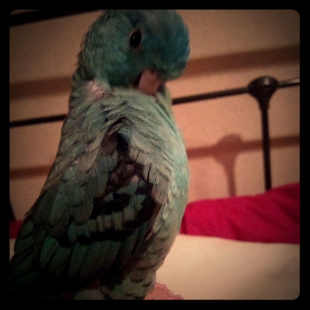 Meet your Posher, Ann